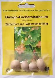 Attēlu rezultāti vaicājumam “Ginkgo biloba fruit”
