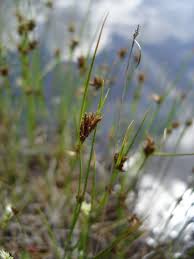 Attēlu rezultāti vaicājumam “Rhynchospora fusca”