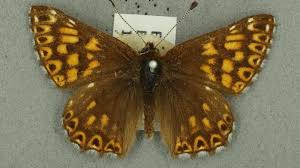 Attēlu rezultāti vaicājumam “Riodinidae”