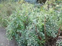 Attēlu rezultāti vaicājumam “Symphoricarpos albus”