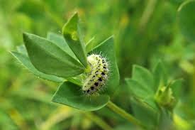 Attēlu rezultāti vaicājumam “Zygaena lonicerae larva”