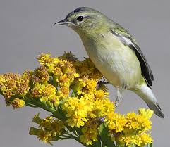 Image result for Vermivora peregrina