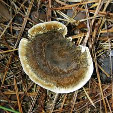 Attēlu rezultāti vaicājumam “Onnia triquetra”