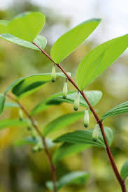 Attēlu rezultāti vaicājumam “Polygonatum odoratum bud”