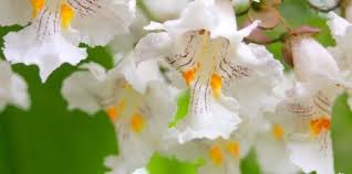 Attēlu rezultāti vaicājumam “Catalpa ovata flower”