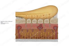 Attēlu rezultāti vaicājumam “Cribraria piriformis stalked”
