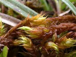 Attēlu rezultāti vaicājumam “Drepanocladus lycopodioides”