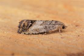 Attēlu rezultāti vaicājumam “Cydia splendana”