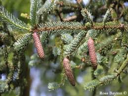 Attēlu rezultāti vaicājumam “Picea abies fruit”