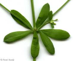 Attēlu rezultāti vaicājumam “Galium album fruit”