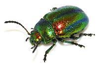 Attēlu rezultāti vaicājumam “Chrysolina fastuosa”