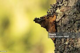 Attēlu rezultāti vaicājumam “Phellinus chrysoloma”