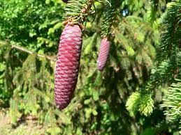 Attēlu rezultāti vaicājumam “Picea abies leaf”