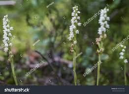 Attēlu rezultāti vaicājumam “Goodyera repens fruit”