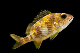 Image result for Haemulon flavolineatum