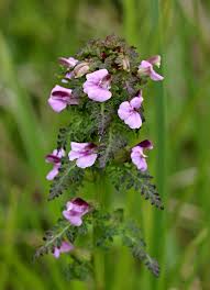 Attēlu rezultāti vaicājumam “Pedicularis palustris”