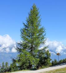 Attēlu rezultāti vaicājumam “Larix decidua”