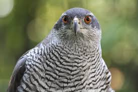 Attēlu rezultāti vaicājumam “Accipiter gentilis adult”