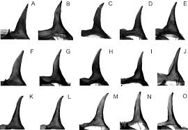 Attēlu rezultāti vaicājumam “Euphydryas maturna underside”