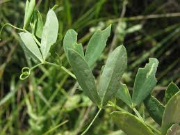 Attēlu rezultāti vaicājumam “Lathyrus tuberosus”