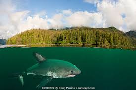 Image result for Lamna ditropis