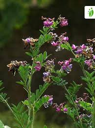 Attēlu rezultāti vaicājumam “Lathyrus niger”