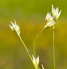 Attēlu rezultāti vaicājumam “Rhynchospora alba flower”