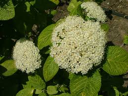 Attēlu rezultāti vaicājumam “Viburnum lantana”