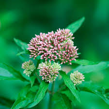Attēlu rezultāti vaicājumam “Eupatorium cannabinum flower”