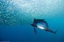 pictures of sardine run