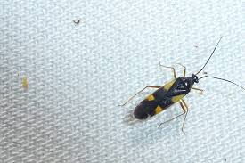 Attēlu rezultāti vaicājumam “Dryophilocoris flavoquadrimaculatus imago”