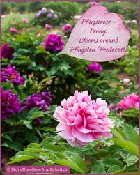 Image result for Pfingstrose