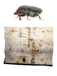 Attēlu rezultāti vaicājumam “Scolytus ratzeburgi”