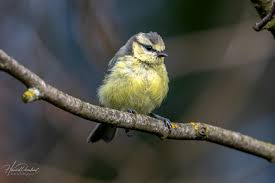 Attēlu rezultāti vaicājumam “Cyanistes caeruleus juvenile”
