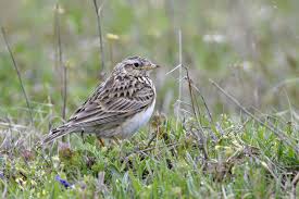 Image result for Calandrella brachydactyla