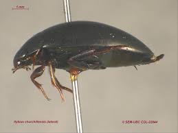 Attēlu rezultāti vaicājumam “Ilybius sp.”