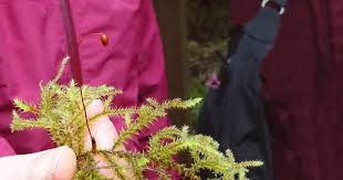 Attēlu rezultāti vaicājumam “Rhytidiadelphus triquetrus sporophyte”