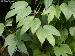 Attēlu rezultāti vaicājumam “Humulus lupulus”