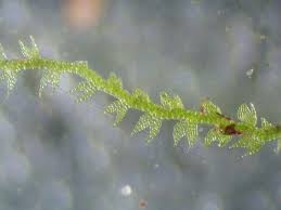 Attēlu rezultāti vaicājumam “Kurzia pauciflora”