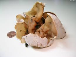 Attēlu rezultāti vaicājumam “Peziza varia”