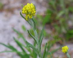 Attēlu rezultāti vaicājumam “Helichrysum arenarium”