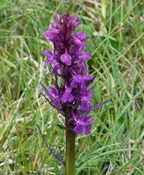 Attēlu rezultāti vaicājumam “Dactylorhiza cruenta flower”