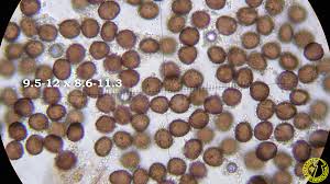 Attēlu rezultāti vaicājumam “Physarum compressum”