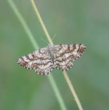 Attēlu rezultāti vaicājumam “Ematurga atomaria male”