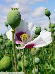 Image result for Papaver somniferum