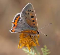 Attēlu rezultāti vaicājumam “Lycaena phlaeas”