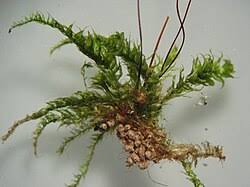 Attēlu rezultāti vaicājumam “Herzogiella seligeri”