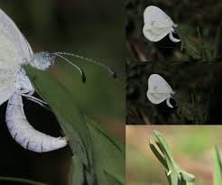 Attēlu rezultāti vaicājumam “Leptidea sinapis”