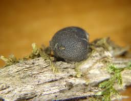 Attēlu rezultāti vaicājumam “Lycogala sphaeroconicum macro”