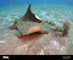 Image result for Gymnura altavela